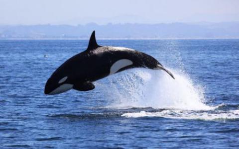 研究人员使用“环境DNA”来识别普吉特海湾的虎鲸