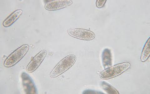 单细胞数据库推动生物学研究