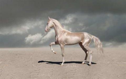 人类繁殖实践被发现可能是现代马匹缺乏父系DNA差异的原因