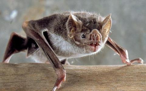 吸血蝙蝠如何在血液中存活下来