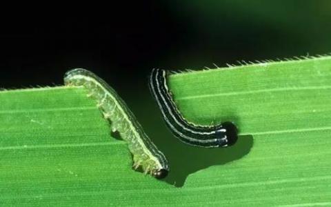 研究人员开发出针对全球作物害虫的首个基因驱动