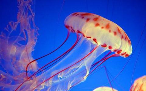 新的海洋浮游生物物种以BBC蓝色星球命名