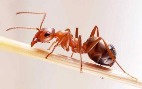 这些蚂蚁已经形成了一个复杂的战场分类和救援系统