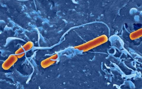 细菌'基因交换'引发疾病爆发