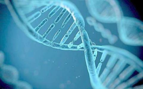 有害的基因突变可能不如我们想象的那么常见