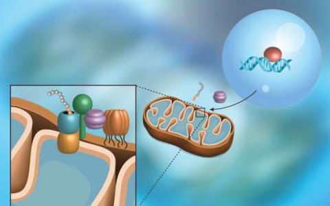 科学家发现了一种监测蛋白质进入线粒体的途径