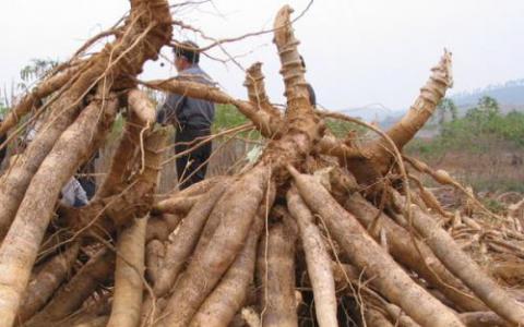 研究人员警告'埃博拉植物'会袭击非洲的木薯作物