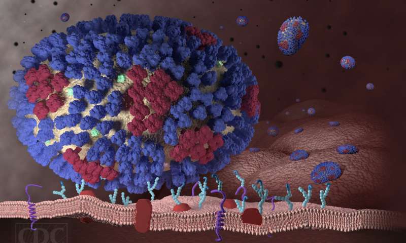 遗传筛查工具可识别流感如何渗透细胞