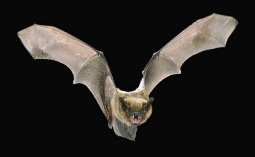 科学家记录了自由飞行蝙蝠的大脑活动