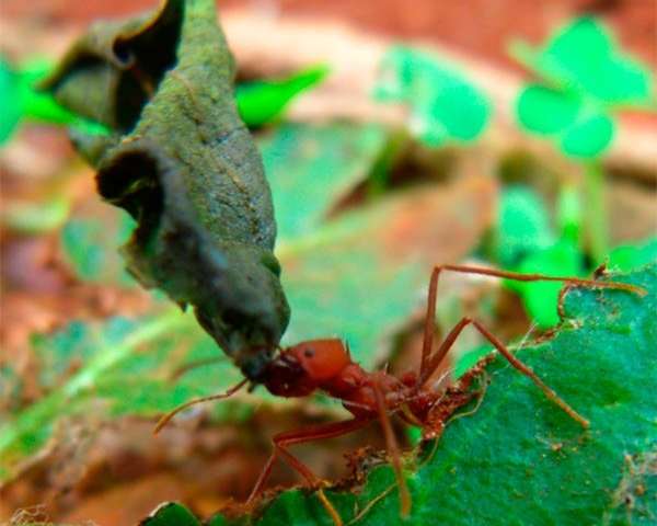 引导蚂蚁踪迹的物质是由共生细菌产生的