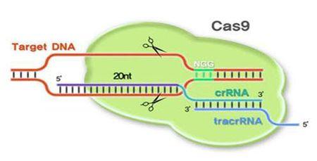 研究人员通过CRISPR-Cas9诱导的DNA瘢痕形成追踪生物发育