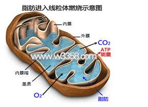 科学家发现细胞含有专门用于构建脂肪的线粒体