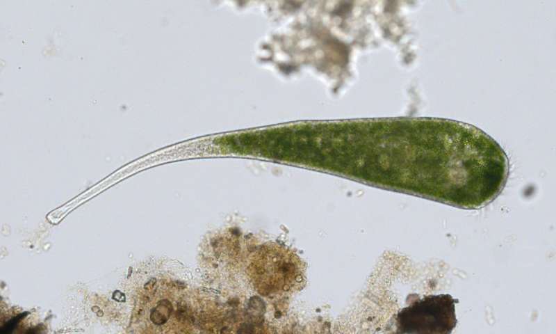 研究揭示了单细胞生物如何自我修复