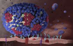 遗传筛查工具可识别流感如何渗透细胞