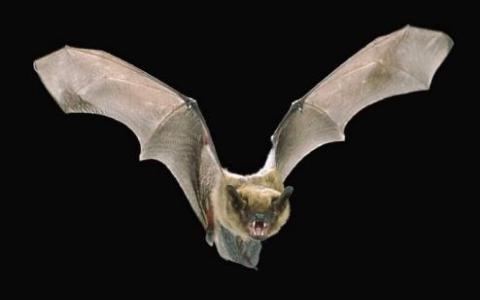 科学家记录了自由飞行蝙蝠的大脑活动