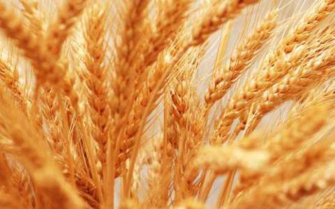 小麦研究发现产生可能影响未来作物的遗传秘密