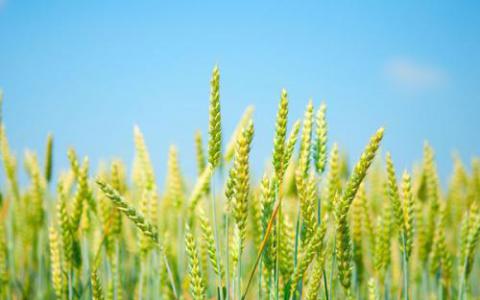 新的基因组工具可以搜寻小麦的野外过去以改善未来的作物