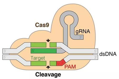 CRISPR-Cas9进行免疫