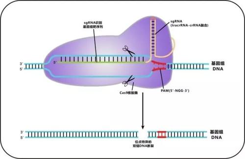 加利福尼亚大学维也纳分校Charpentier获得第四份美国CRISPR-Cas9专利