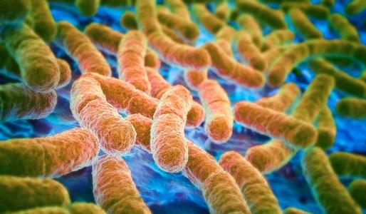研究人员研究大肠杆菌克隆如何成为耐药性感染的主要原因