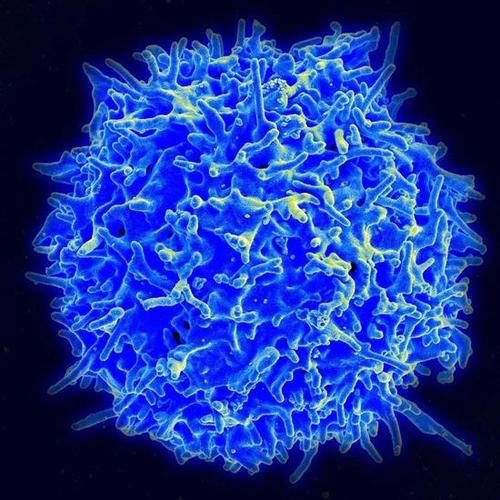 研究为调节性T细胞在预防自身免疫性疾病中的作用提供了新的见解