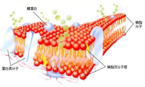 成像技术揭示了细胞膜中复杂的蛋白质运动