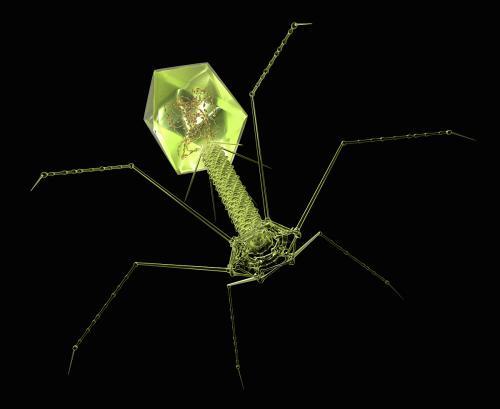 噬菌体宿主相互作用比大多数实验室研究表明的更复杂