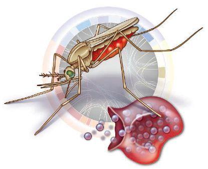 研究可能有助于解释为什么铁可以加重疟疾感染