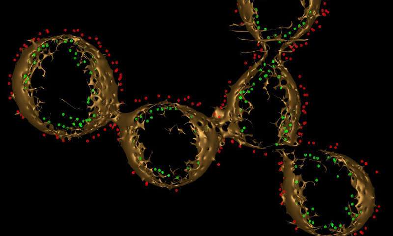 电子携带蛋白质的串可能是“电子细菌”的秘密