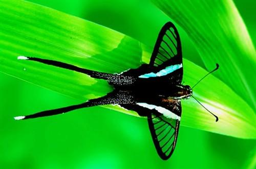 诺福克标志性的燕尾蝶受到气候变化的威胁