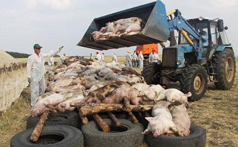 研究人员研究非洲猪瘟在动物饲料中的风险