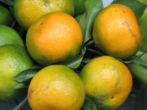 研究揭示了阻止柑橘绿化流行的新方向