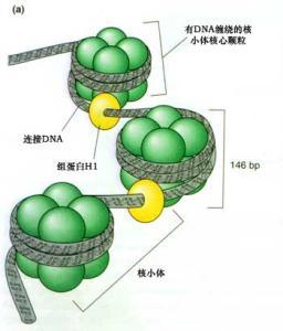 生物钟如何调节3-D染色质结构