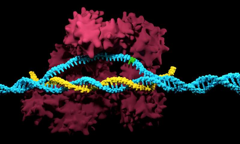 CRISPR / Cas9突变预防系统有助于预防和对抗疾病