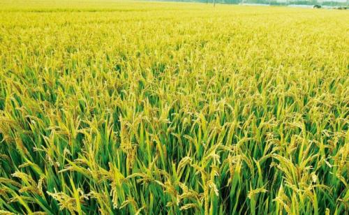 基因促进了水稻土壤中的水稻生长和产量