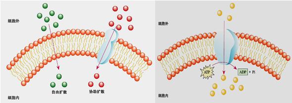 Microscopy trifecta检查细胞如何吞噬营养物质，病毒