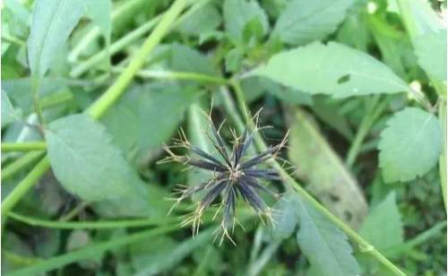 生物钟控制细胞周期和植物中的肿瘤生长