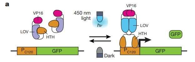 使用光遗传学对酵母进行编程以产生更多的异丁醇