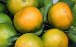 研究揭示了阻止柑橘绿化流行的新方向