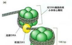 生物钟如何调节3-D染色质结构