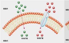 Microscopy trifecta检查细胞如何吞噬营养物质，病毒