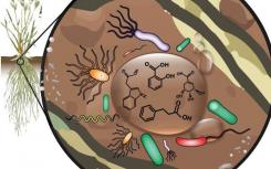 研究人员证明了植物与土壤微生物之间的复杂联系