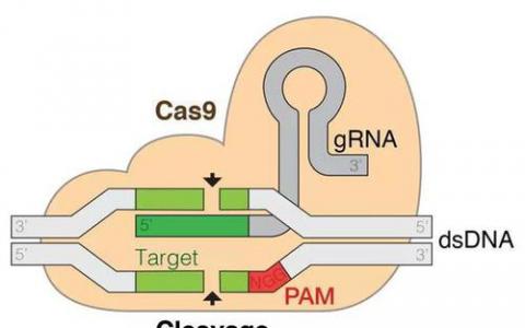 CRISPR-Cas9进行免疫
