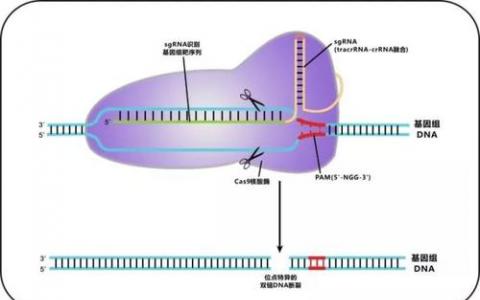 加利福尼亚大学维也纳分校Charpentier获得第四份美国CRISPR-Cas9专利