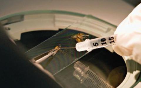 世界上第一个疟疾疫苗的分发开始