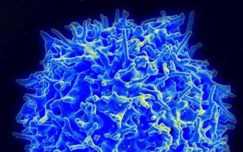 研究为调节性T细胞在预防自身免疫性疾病中的作用提供了新的见解