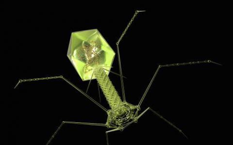 噬菌体宿主相互作用比大多数实验室研究表明的更复杂