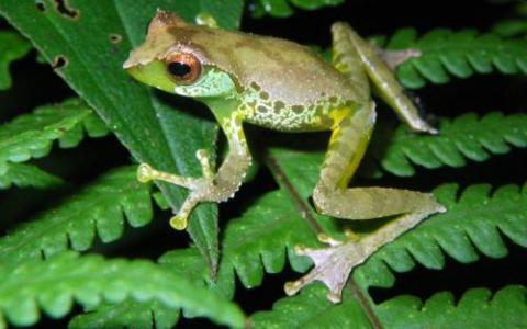 在委内瑞拉和哥伦比亚发现的新青蛙物种