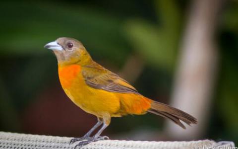 生物学家报告说鸣禽中的基因可以提供有关人类语言障碍的线索
