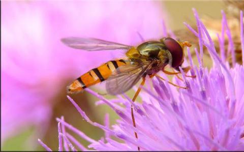 生物信息学家研究了果蝇中破碎基因的进化